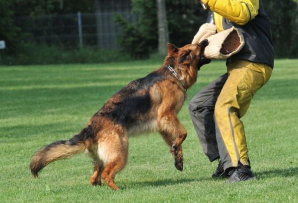 Дрессировка собак для защитно-караульной службы