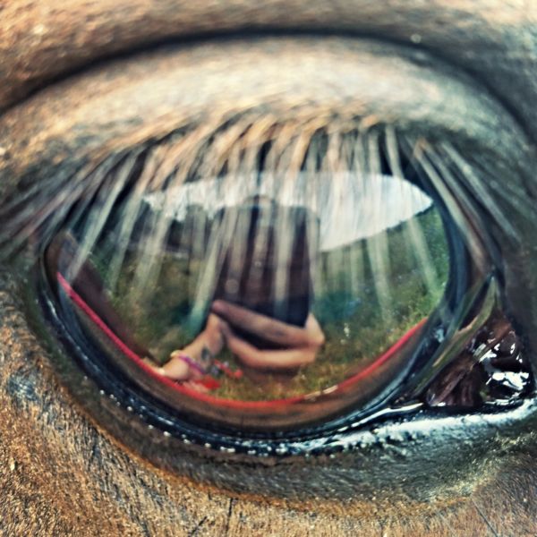 Мир глазами лошадей